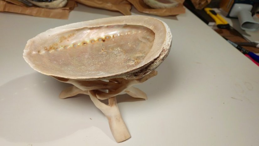 Mušle na vykuřování Haliotis diversicolor L