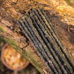 Vonné tyčinky Kadidlo Sagrada Madre