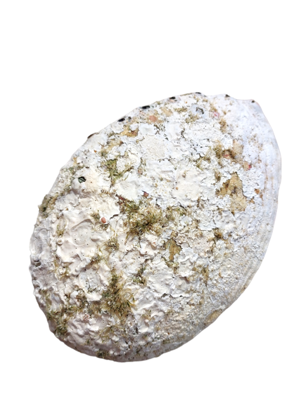 Mušle na vykuřování Haliotis Iris