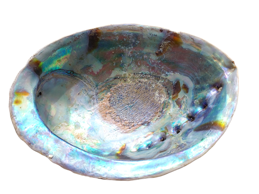 Mušle na vykuřování Haliotis Iris