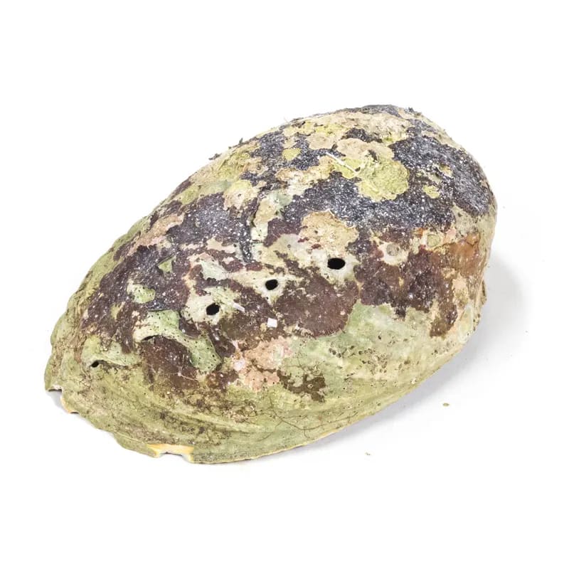 Mušle na vykuřování Haliotis Iris